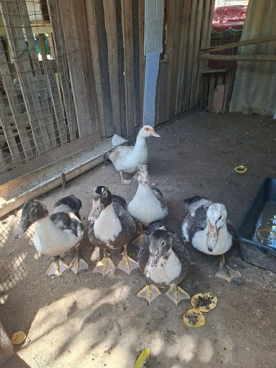 Vendo patos(a) - Foto 2
