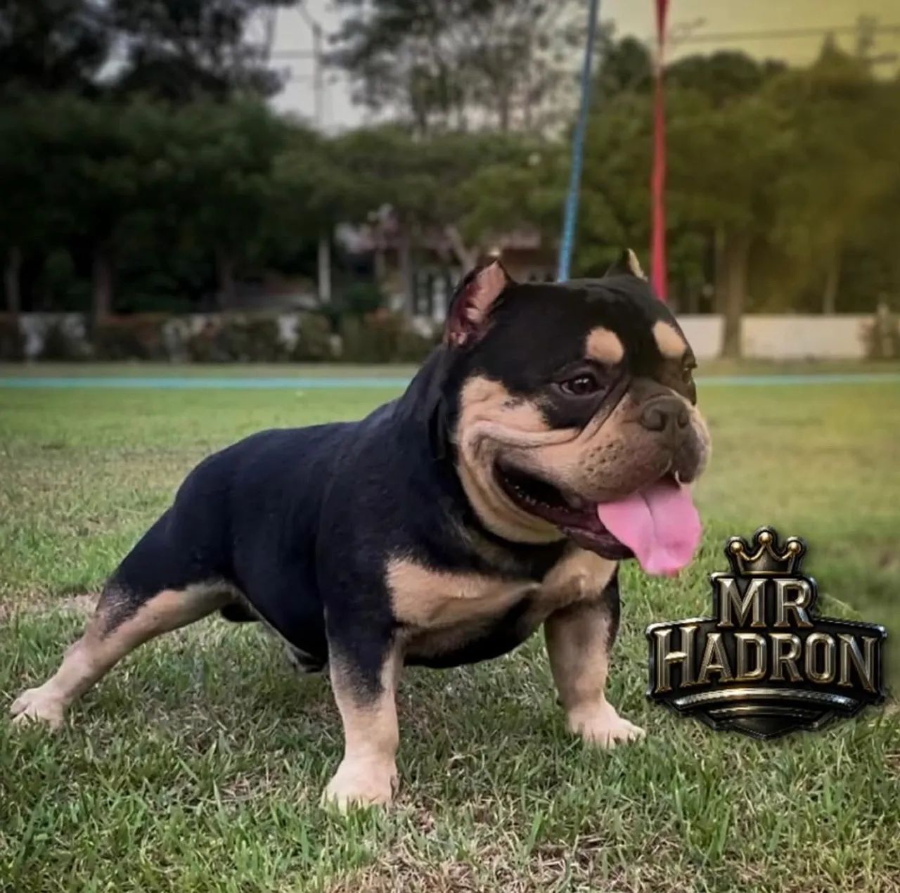 Padreador Exotic  Bully Micro a Venda