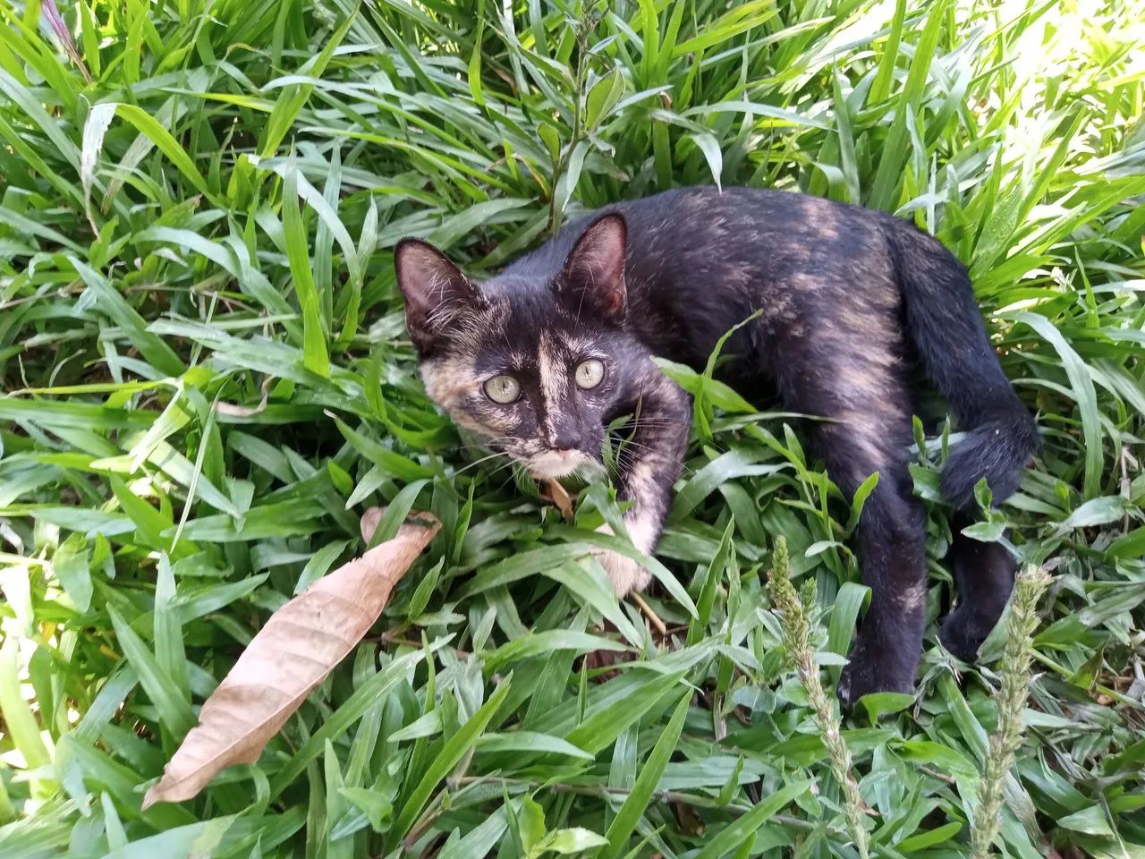 Gata pra doação 