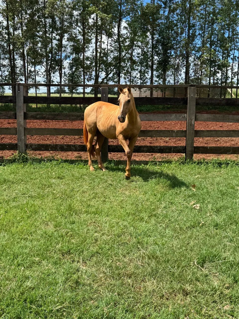 Potro palomino PO - Foto 5