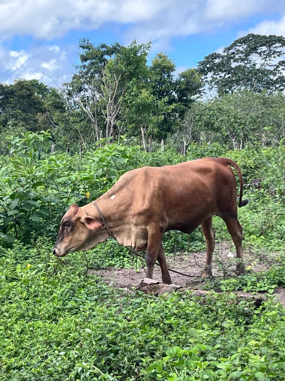 ? BOIS E VACAS À VENDA! ?   - Foto 4