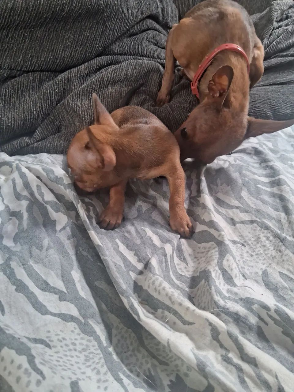 Pinscher macho  - Foto 2
