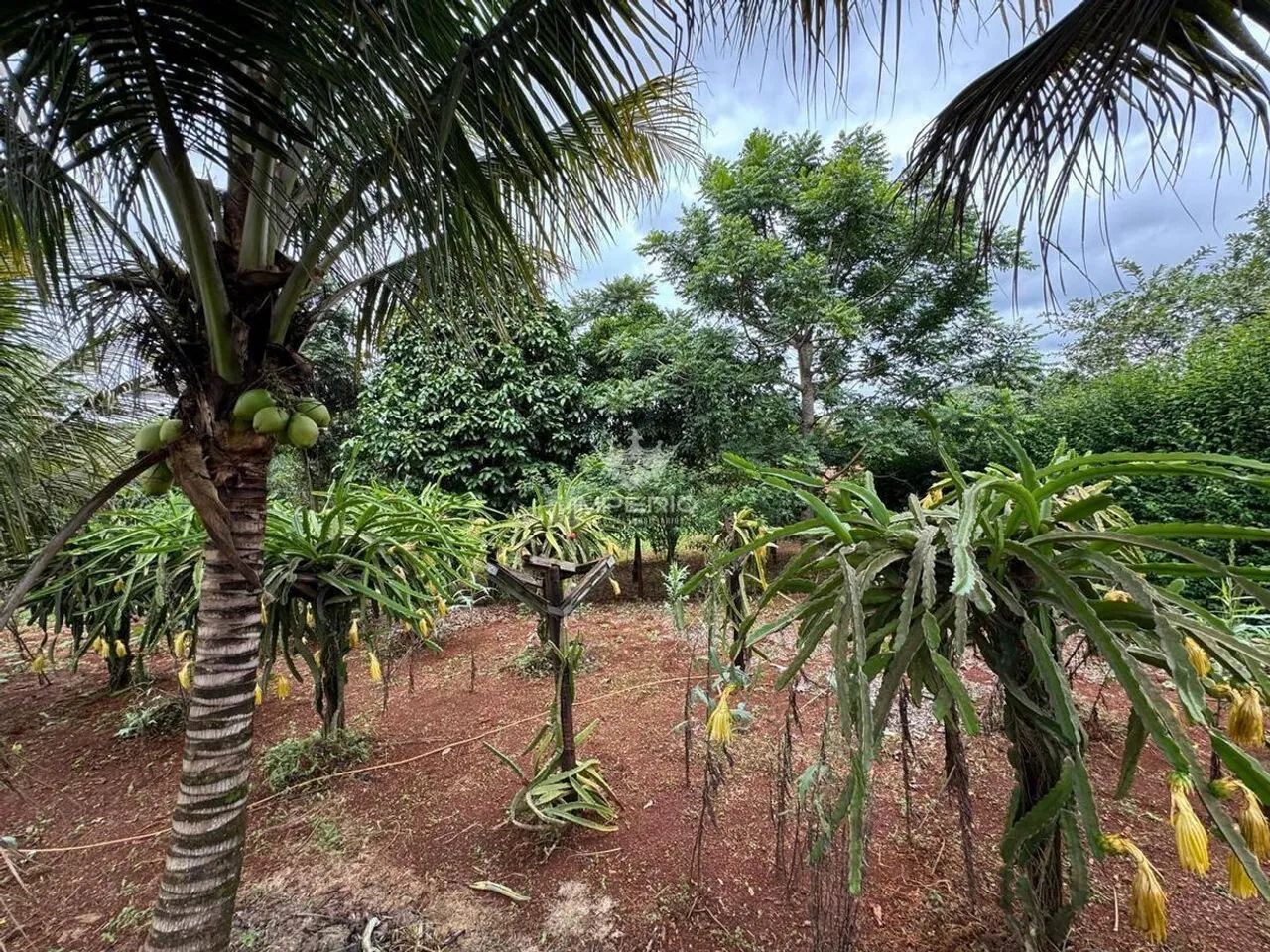 SITIO Á VENDA EM MATEUS LEME 6.000 M² - Foto 5