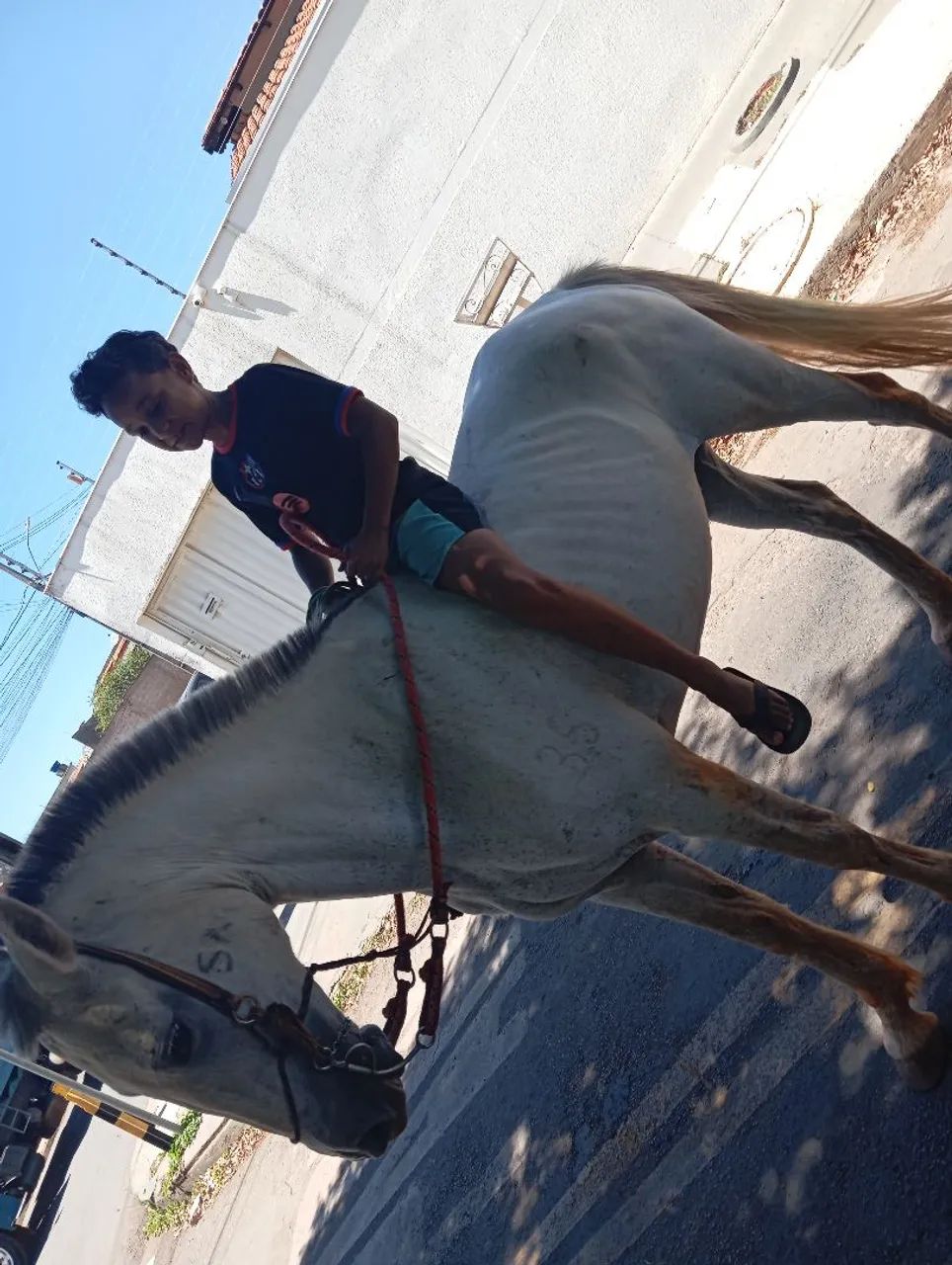 Vendendo égua 3mil. Whatsapp *