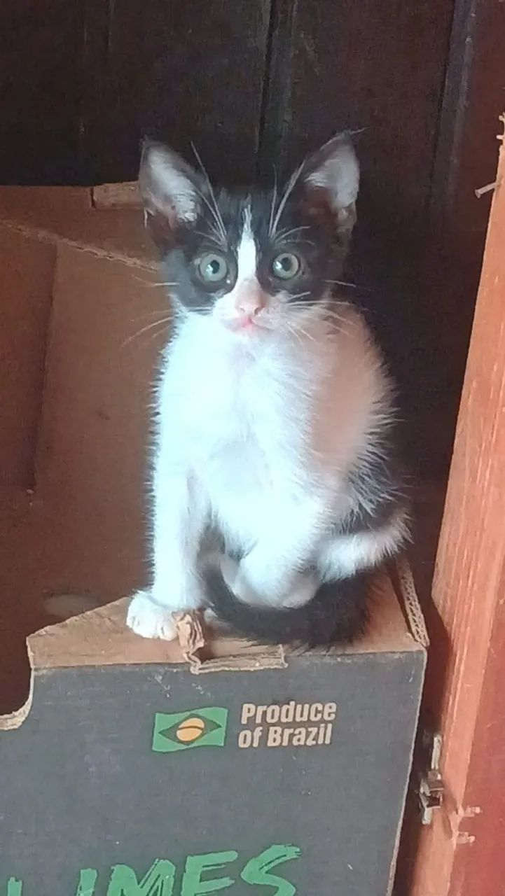 Doações gatinhos 2 meses castração garantida 