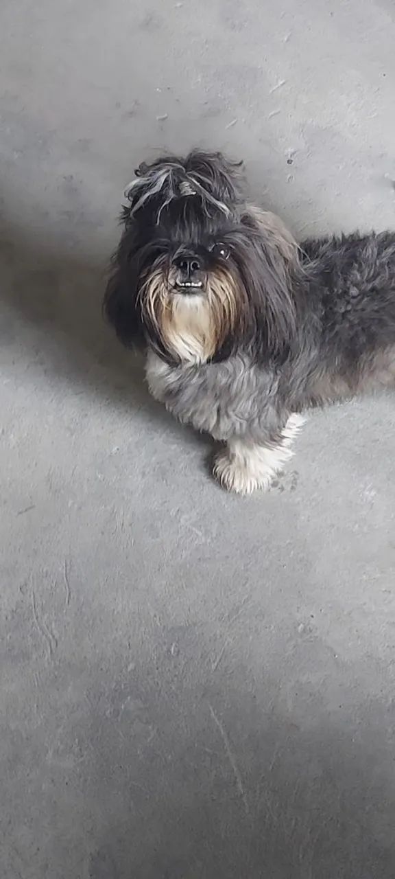 Cachorro