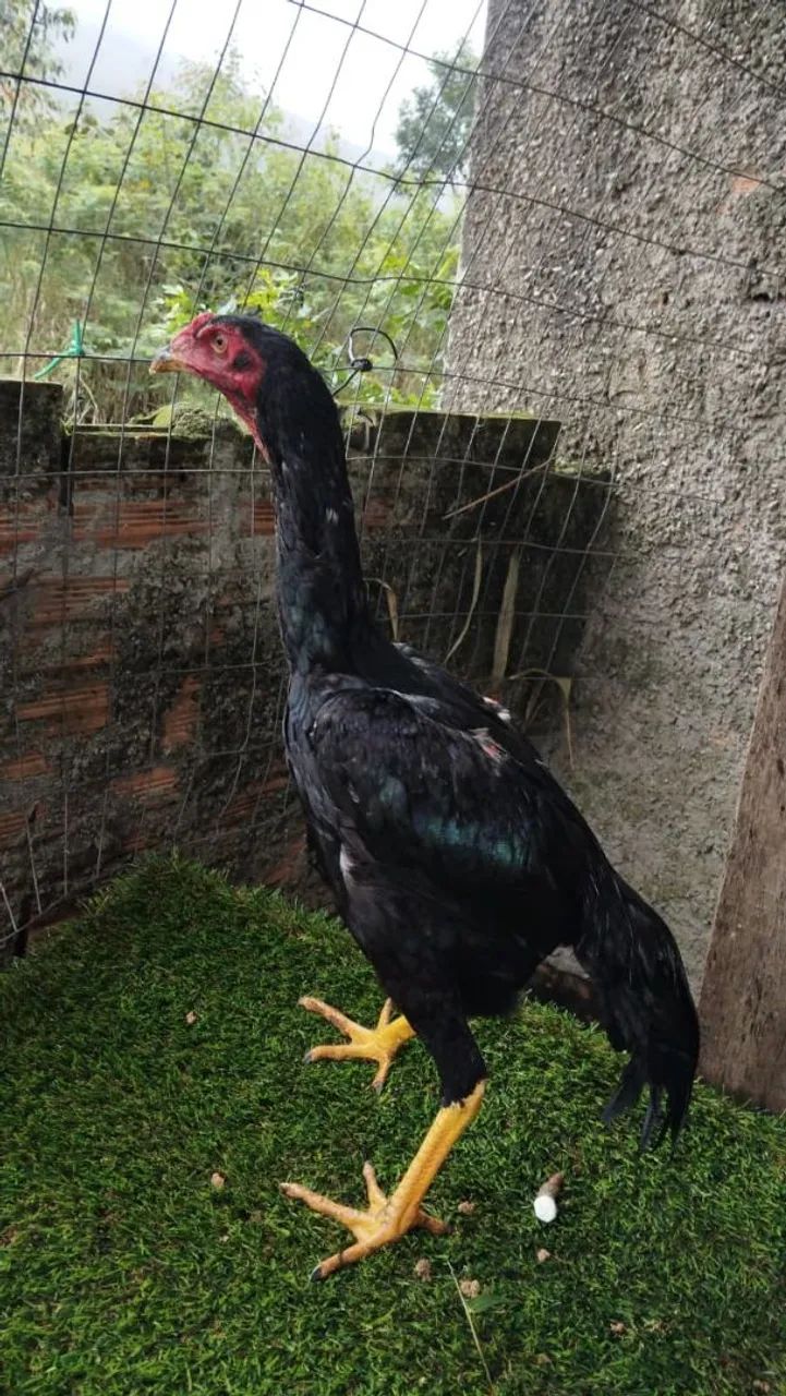 Galos inglês e patos - Foto 3