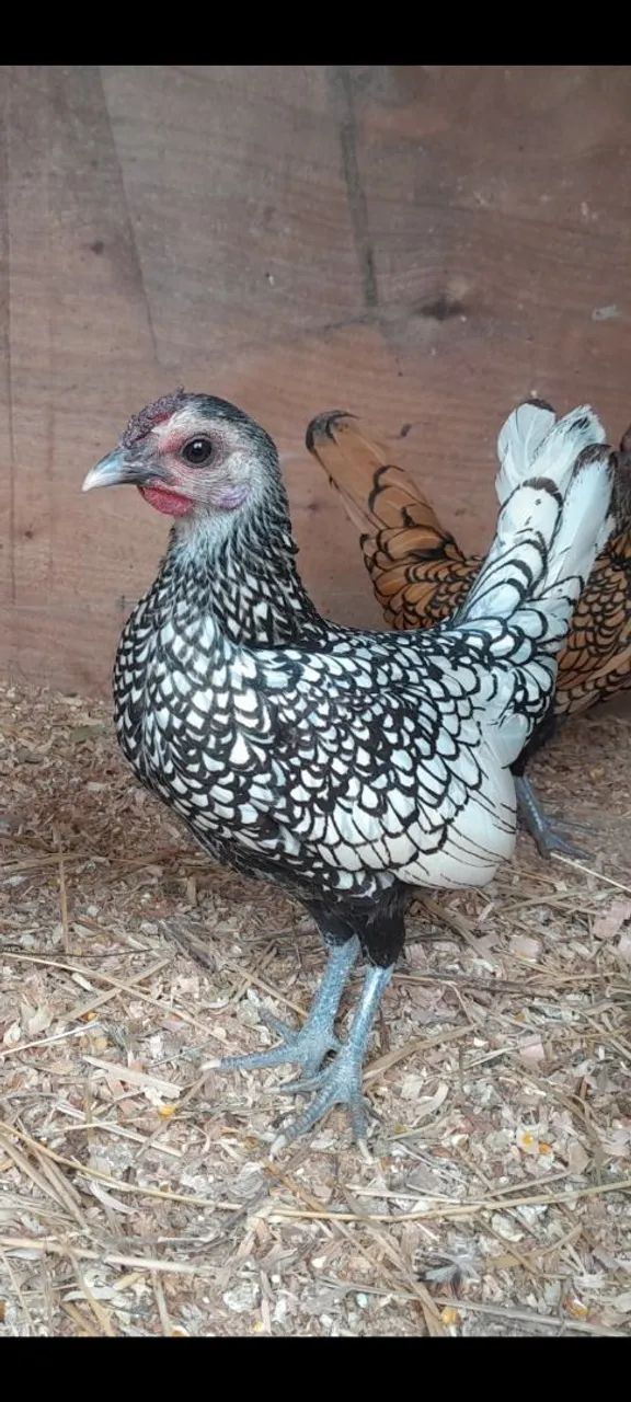 Sebright prata - Foto 2