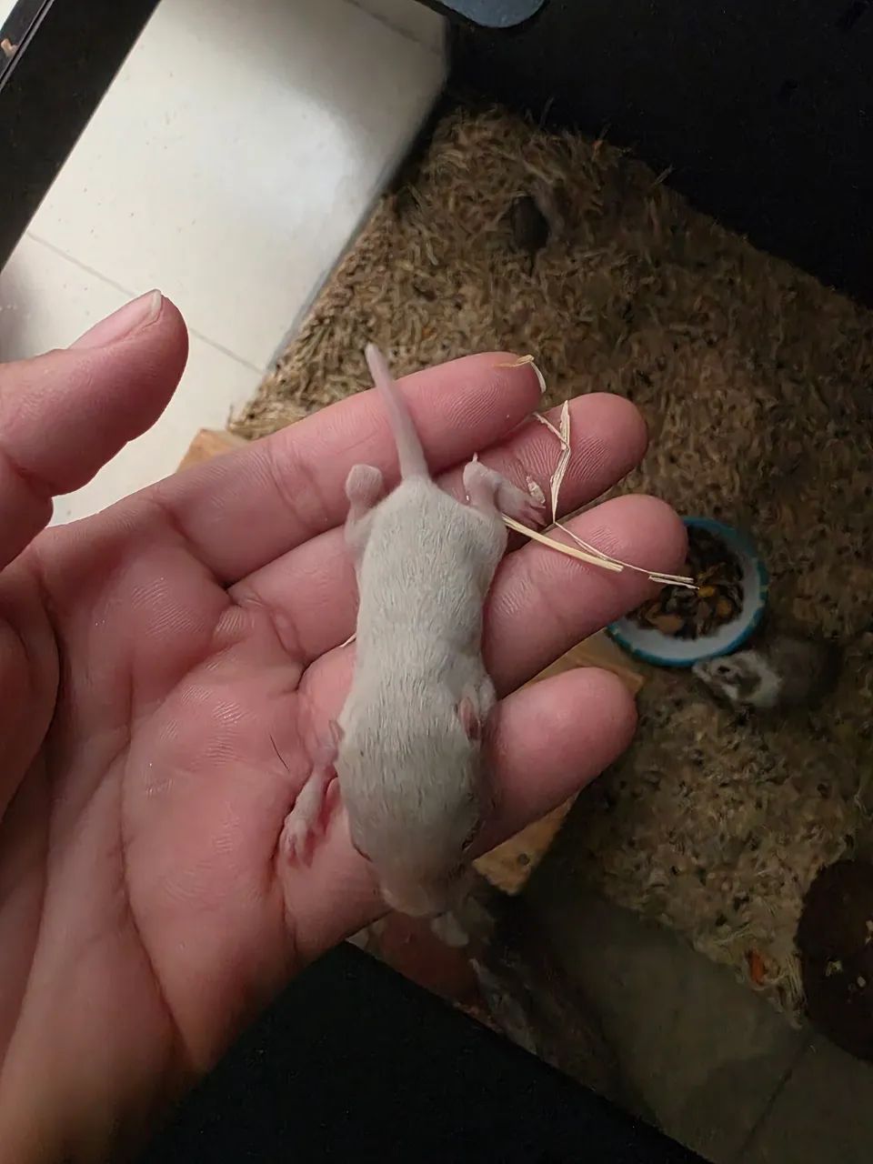 Vendo esquilo da mongolia (Gerbil) - Foto 4