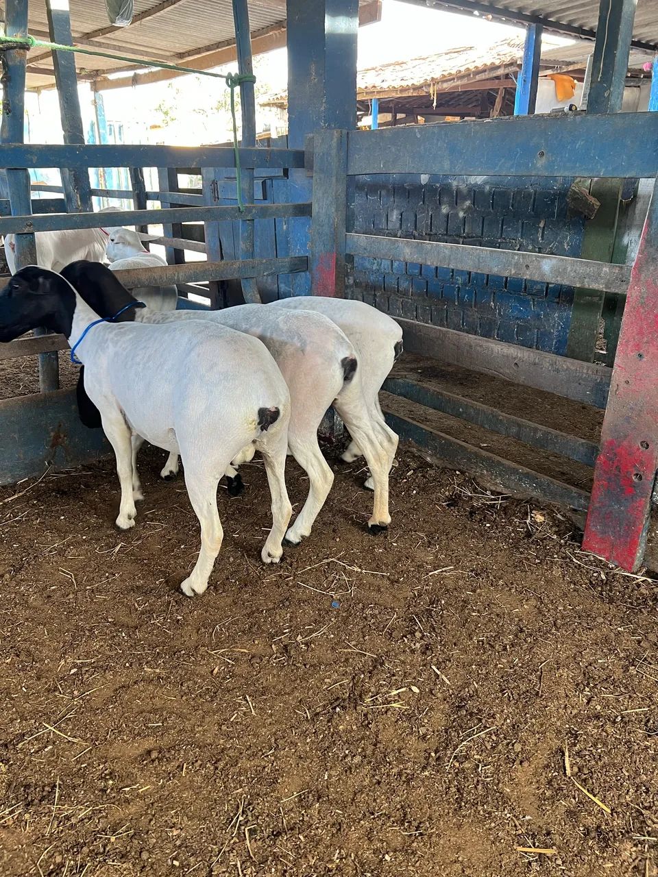 Ovelhas Dorper  - Foto 3