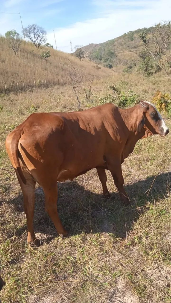 Vendo vaca girlonda jersoladia  8000 cada vaca  - Foto 2
