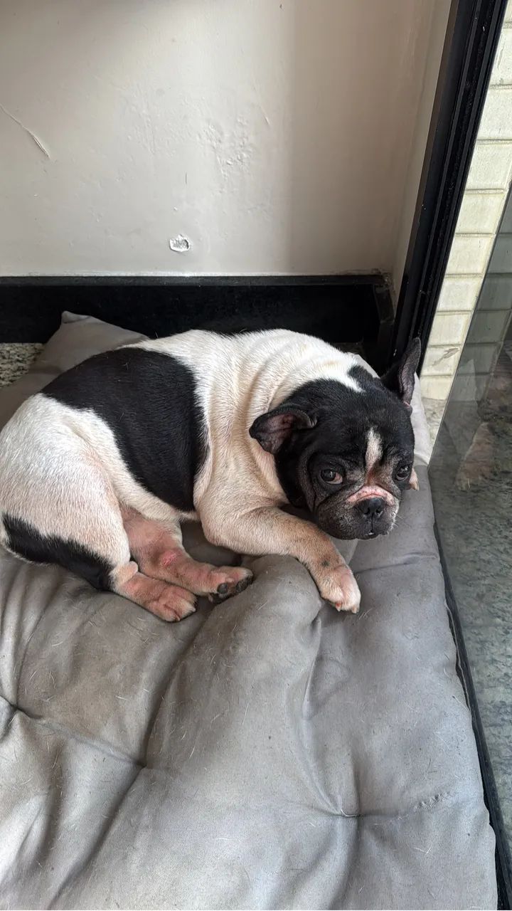 Bulldog Francês  - Foto 3