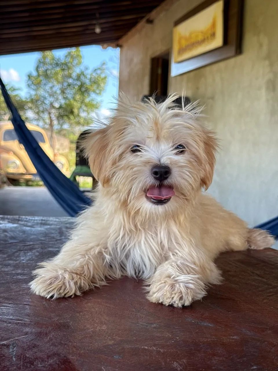 Lhasa Apso Canil  - Foto 5