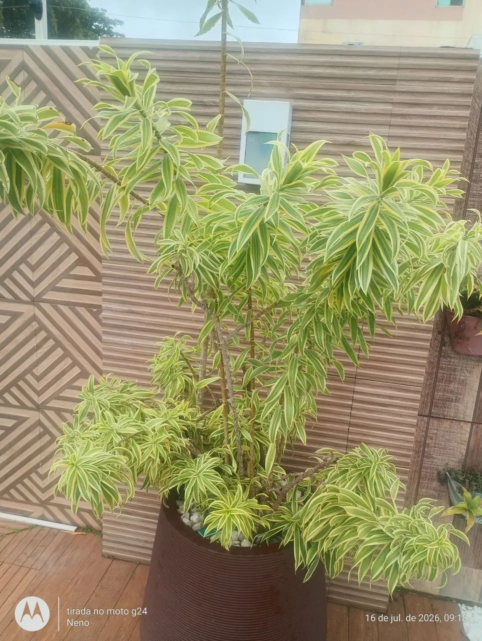 Faço manutenção de piscina e jardim  - Foto 3