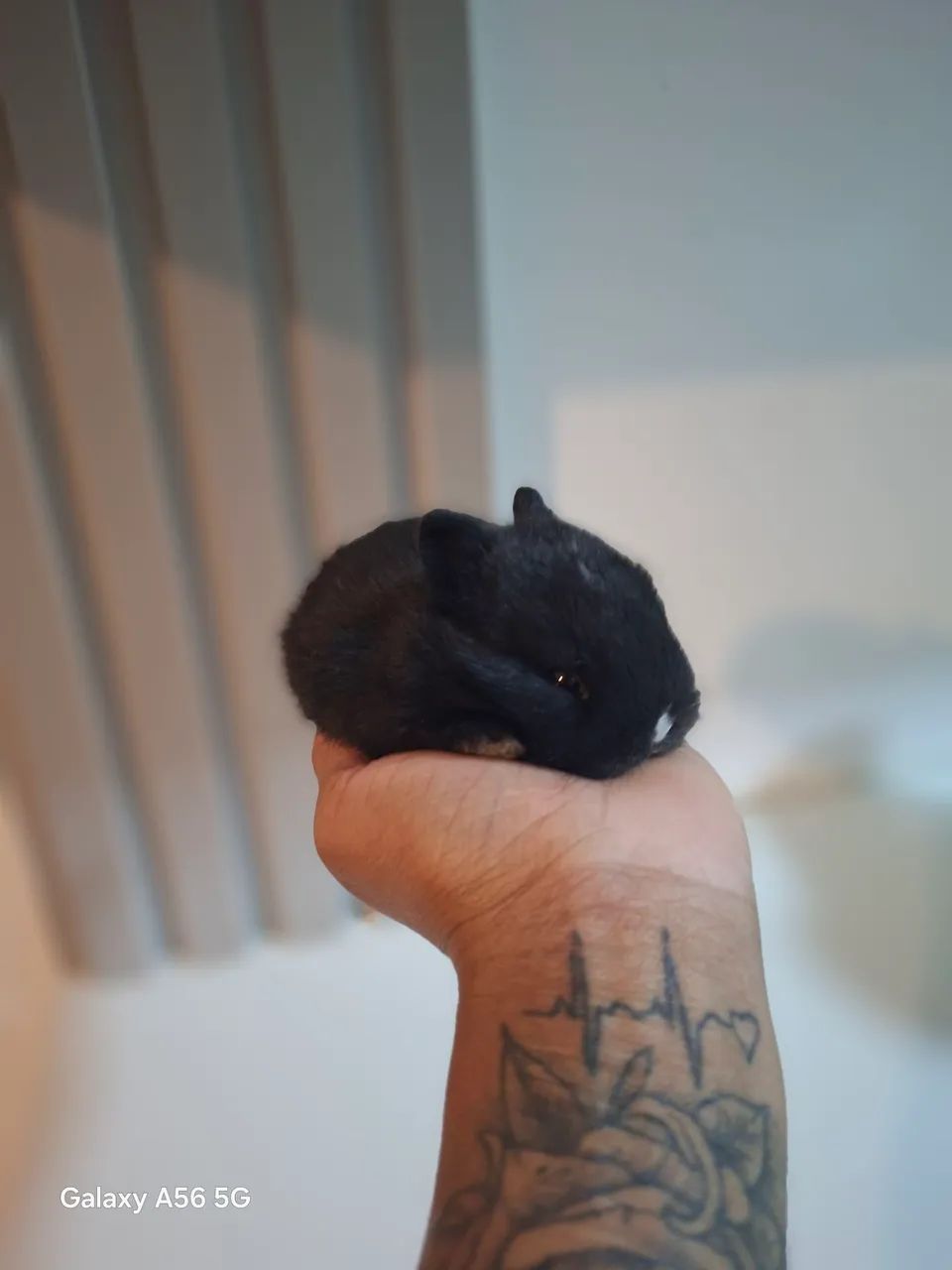   Anão Netherland Dwarf - Filhotes  - Foto 2