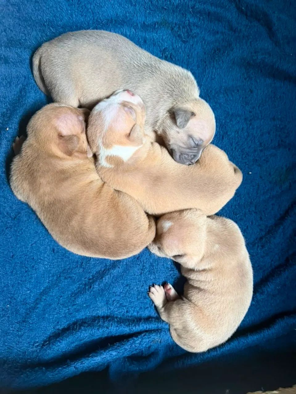 American Bully Micro - Foto 3