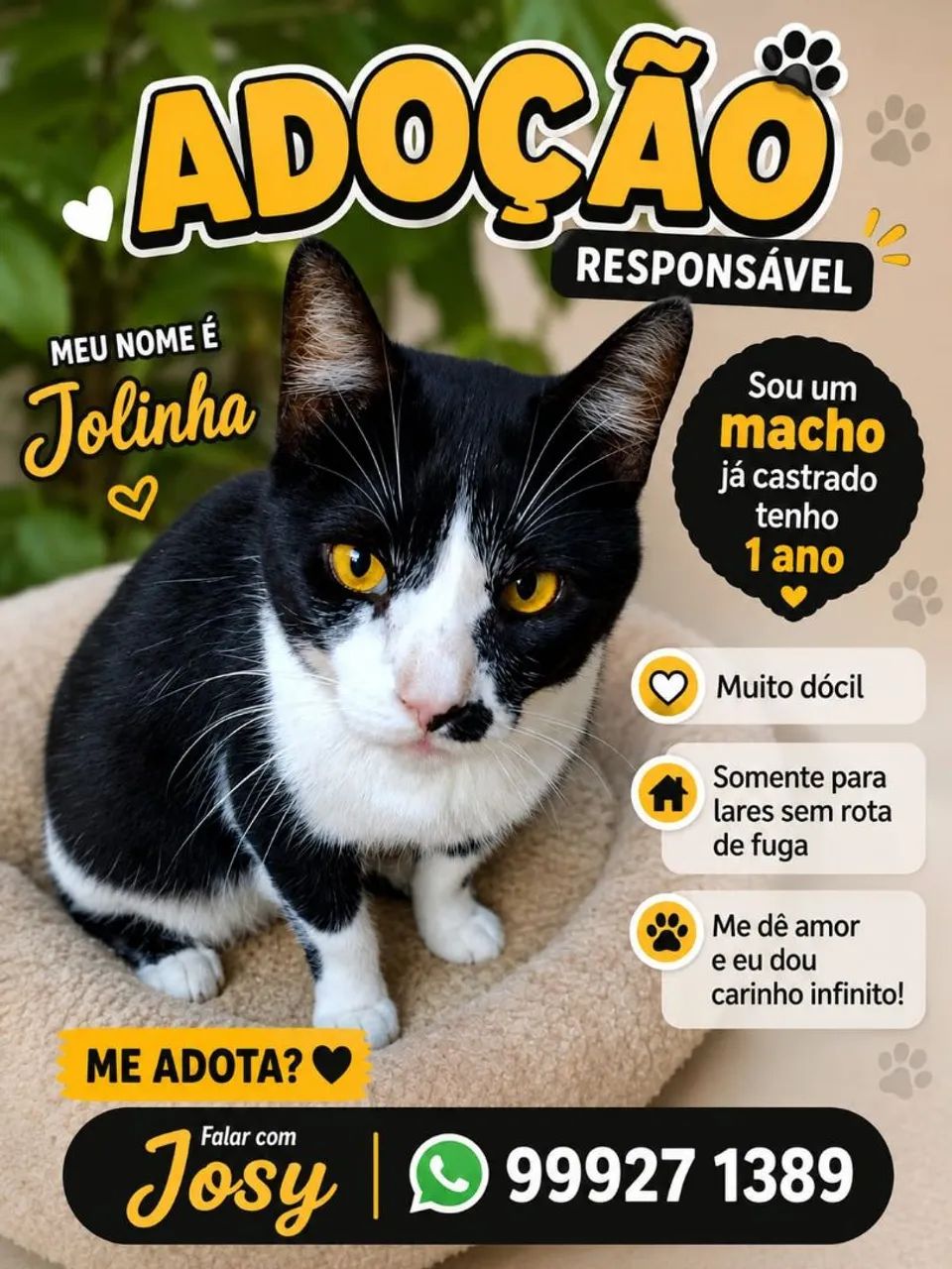 Adoção pra gato 