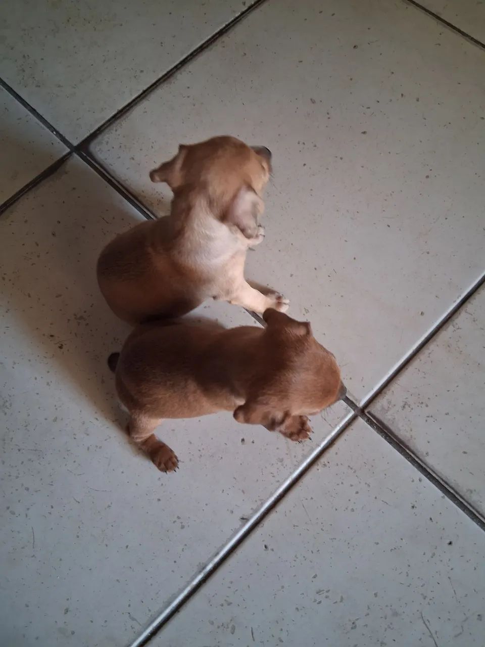 filhotes de pincher  - Foto 2