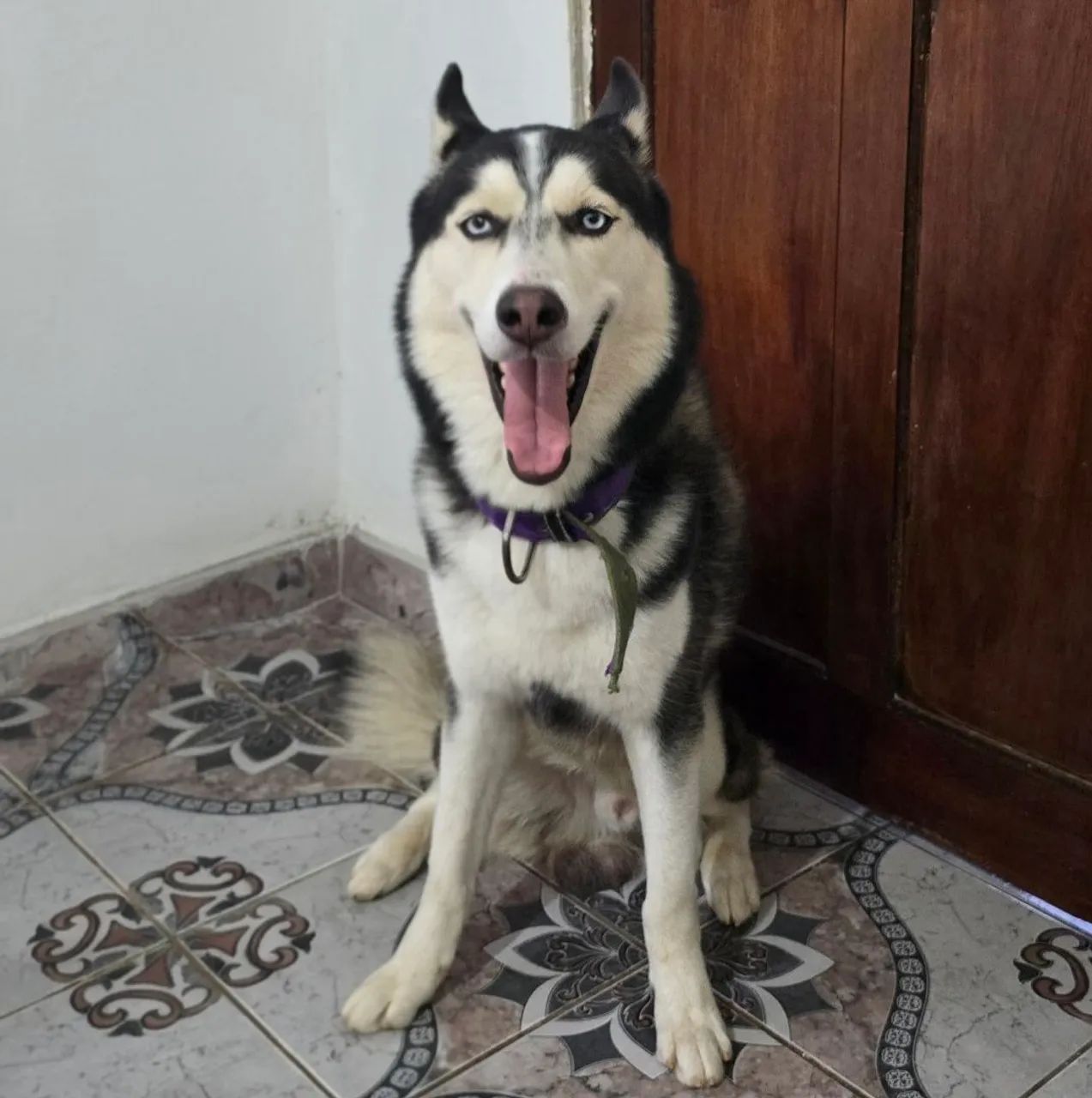 Vende se cachorro