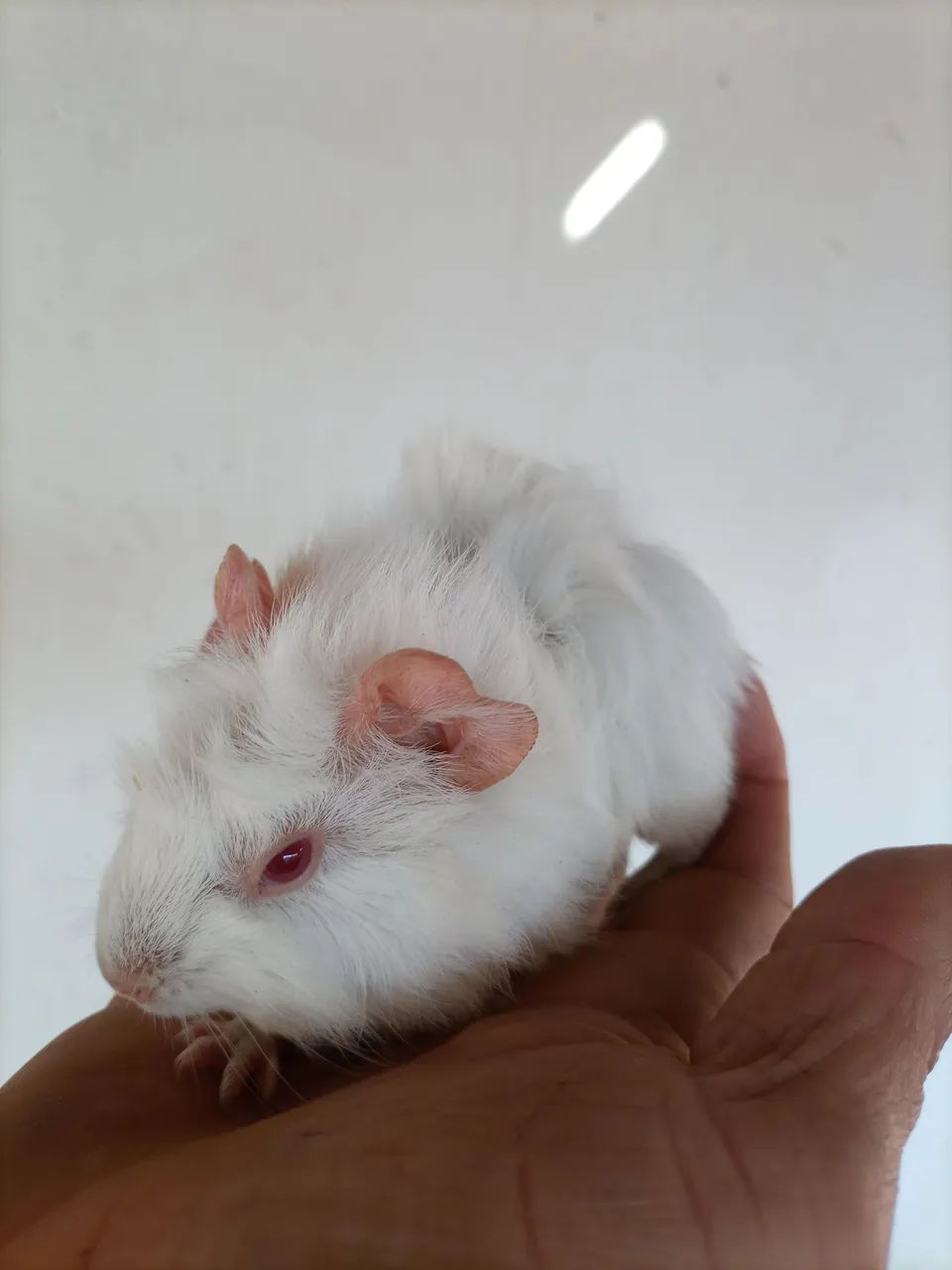 Porquinho da índia  - Foto 5