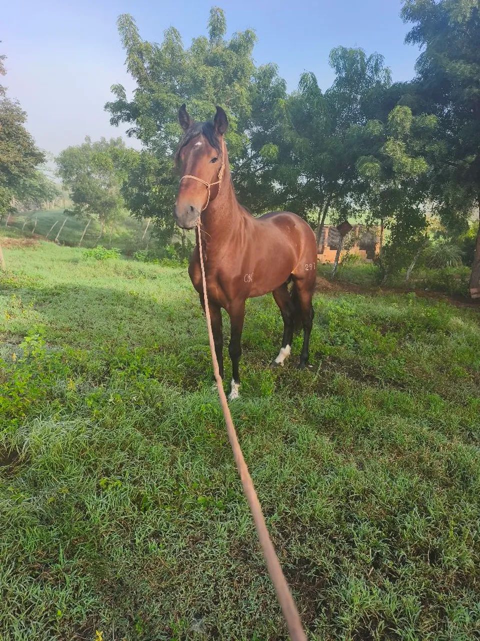 Cavalo marcha Batida  - Foto 4