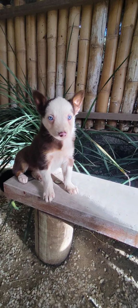 Filhotes de Border Collie