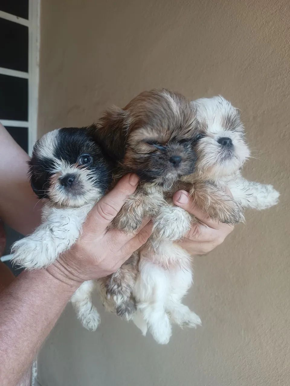 Vendo filhote de mini Shitzu  - Foto 3