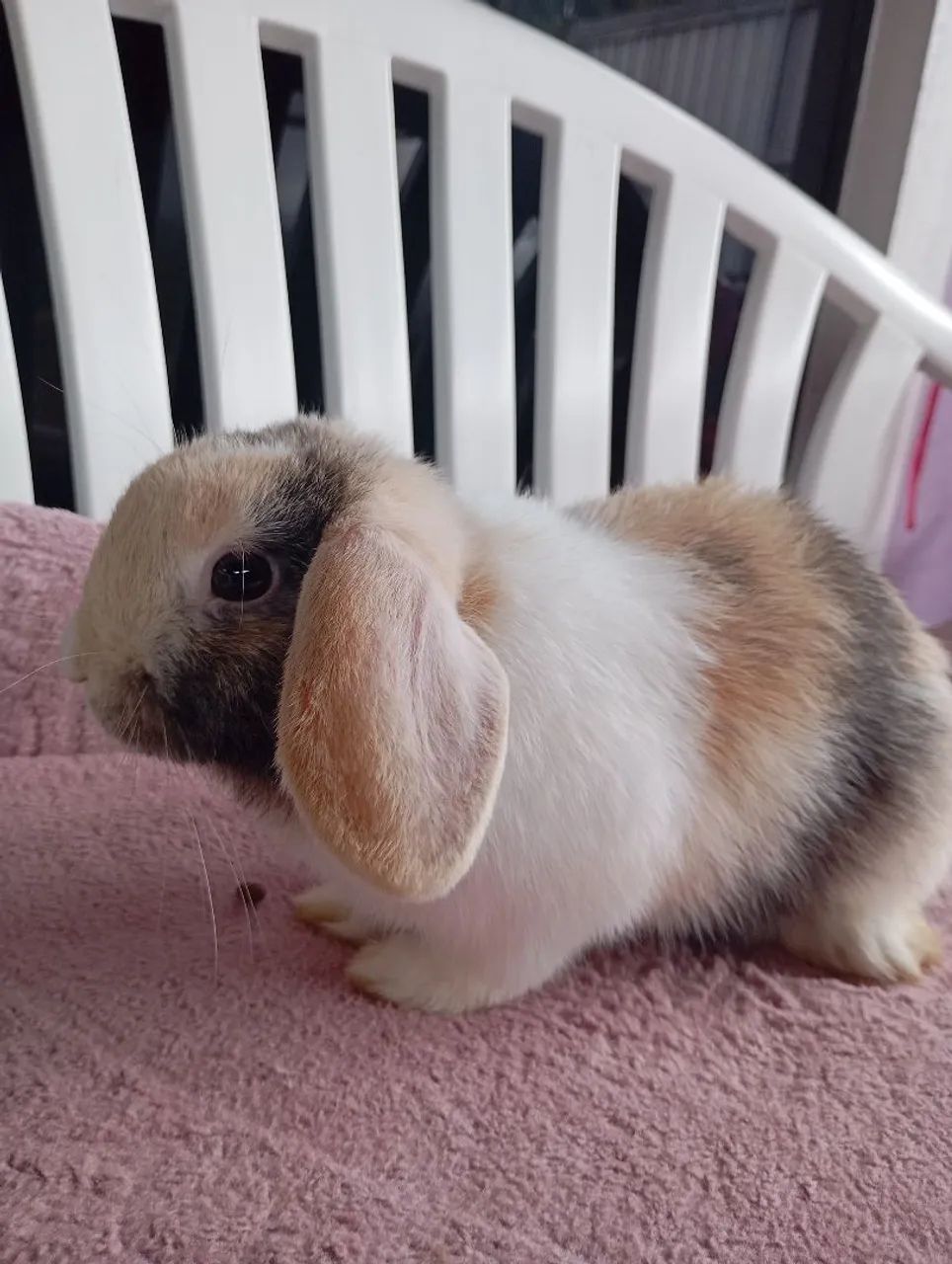 Mini Lop macho