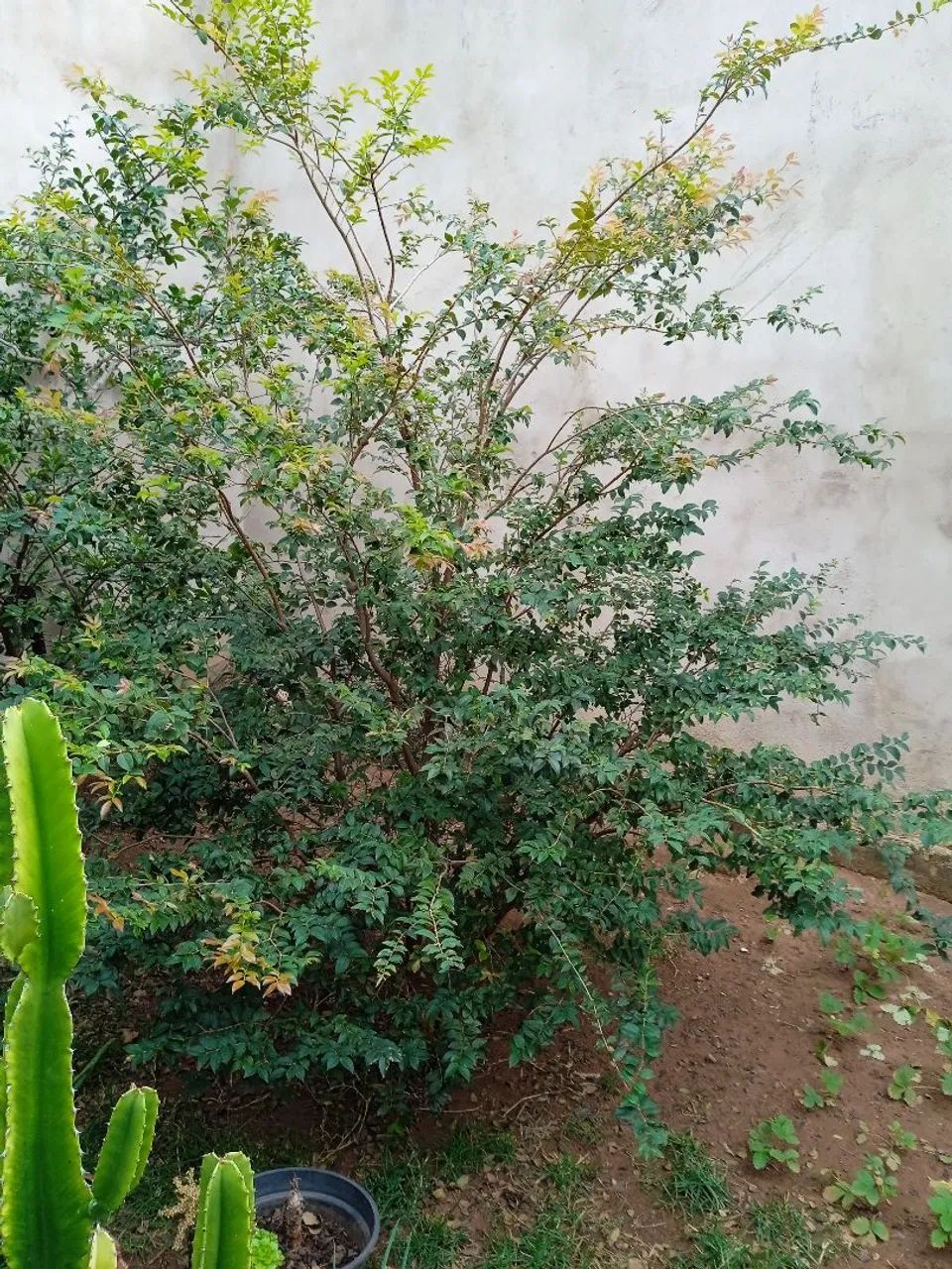 Pé de Jaboticaba Híbrido  - Foto 2