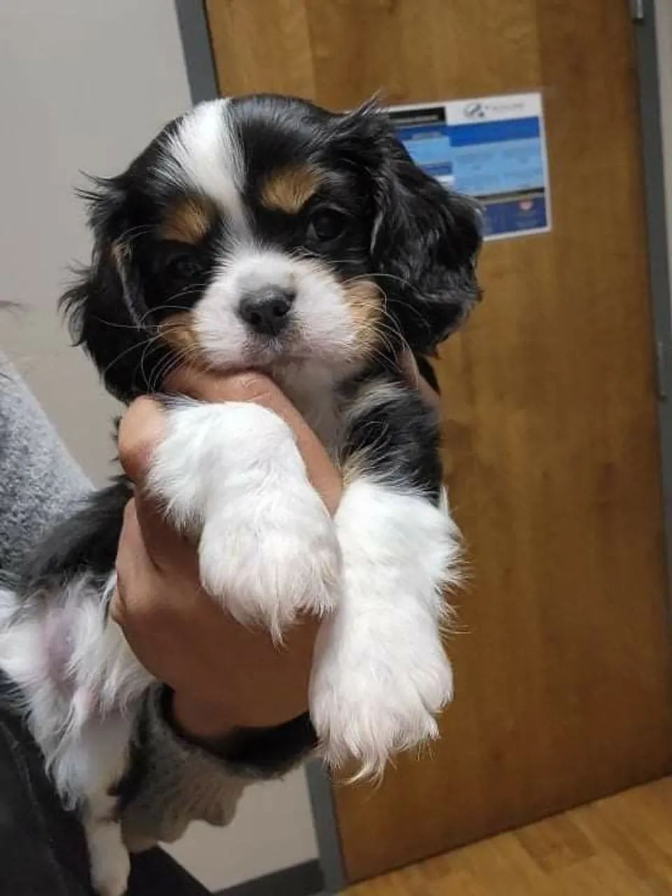 Filhotes de Cavalier king  - Foto 2
