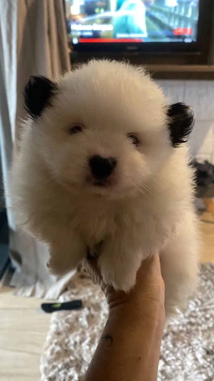 Filhote de Spitz Alemão Macho  - Foto 2
