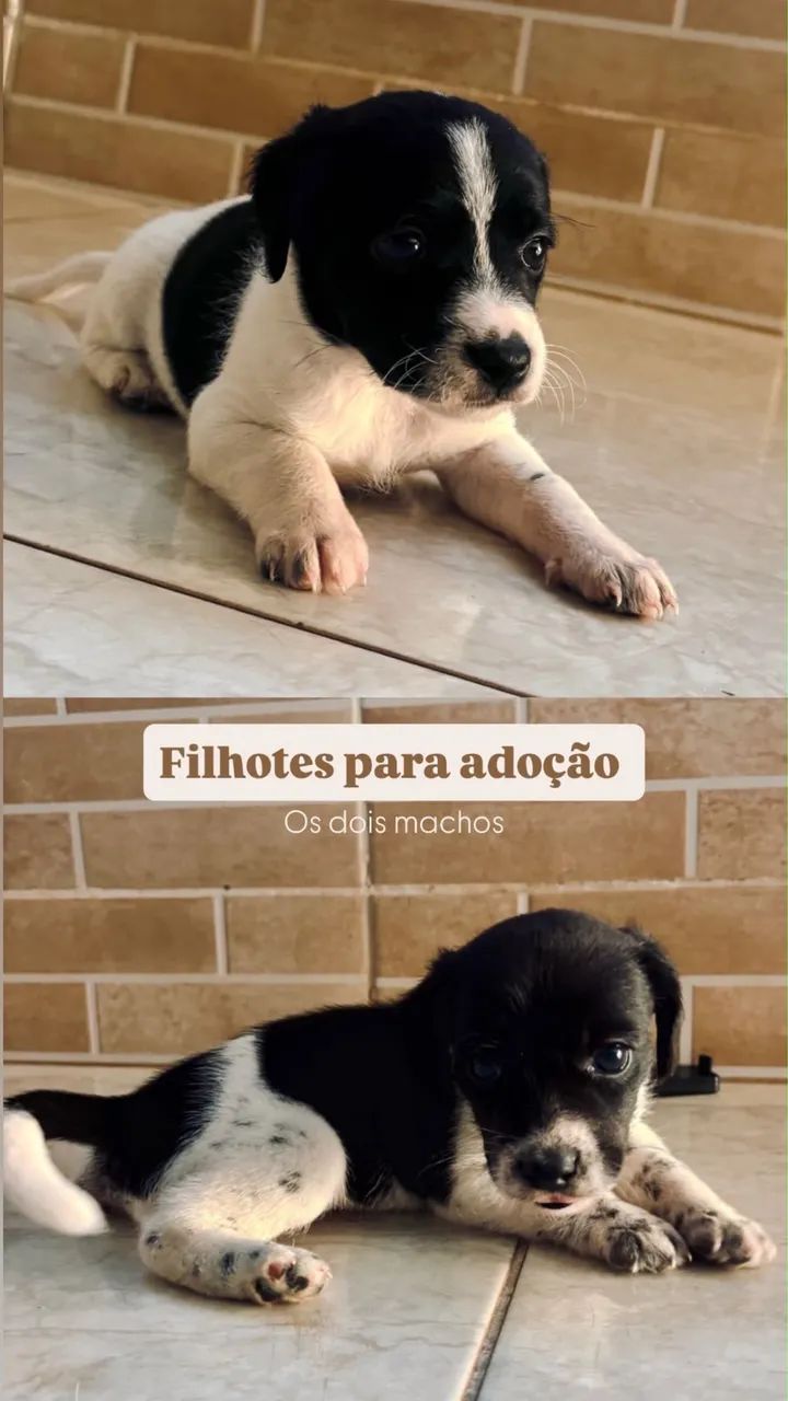 Doação 