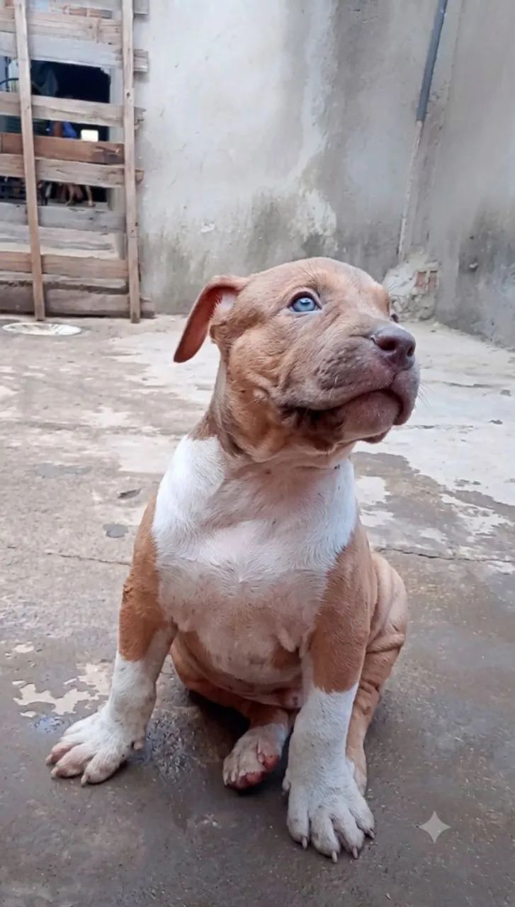 Vende-se pit moster