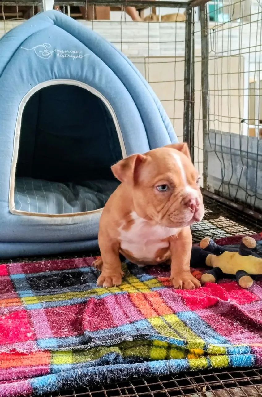 Exótic Bully American Bully filhote - Foto 5