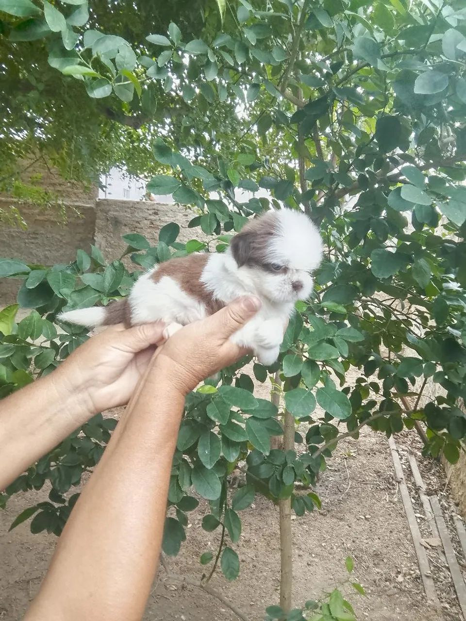 Fêmeas de shih tzu fígado  - Foto 5