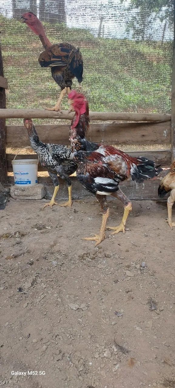 Indio gigante e polaco gigante  disponível baia completa  - Foto 6