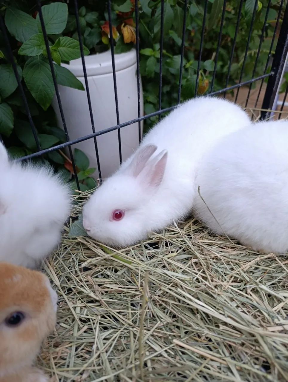 Mini Coelhos  - Foto 3