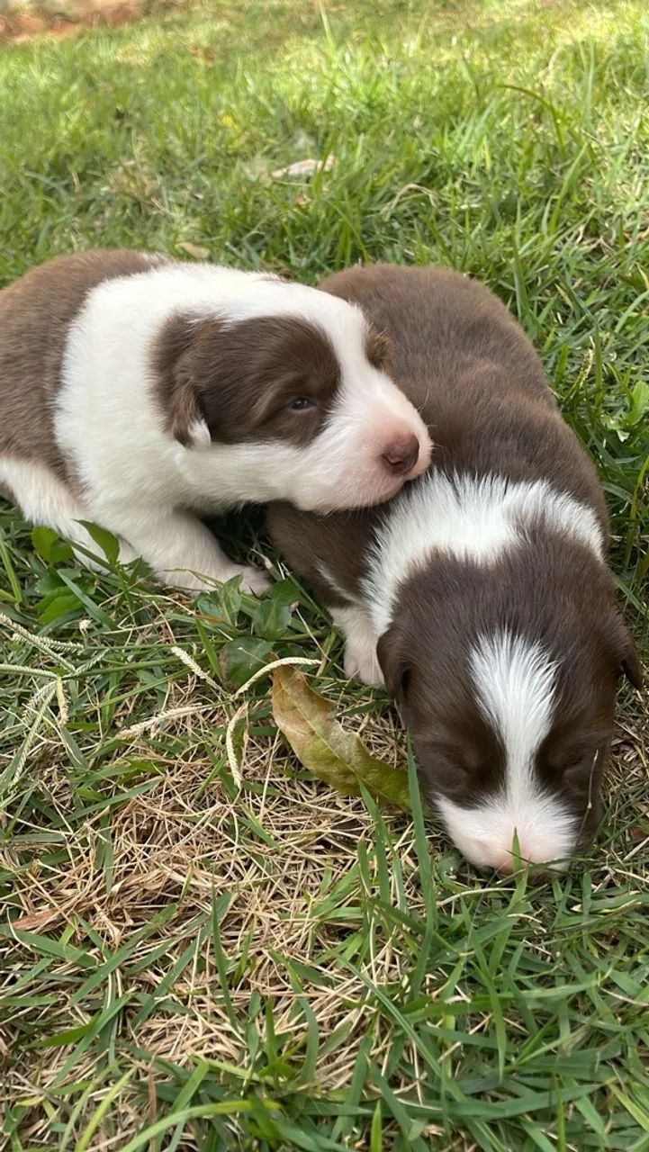Border Collie a venda - Foto 4