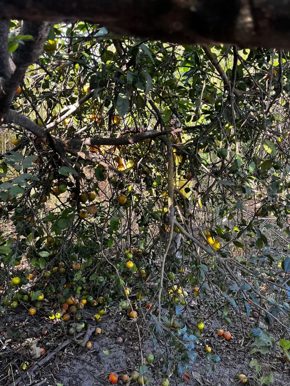 VENDO OU TROCO Terreno - Pacajús (Curimatã) - Foto 3