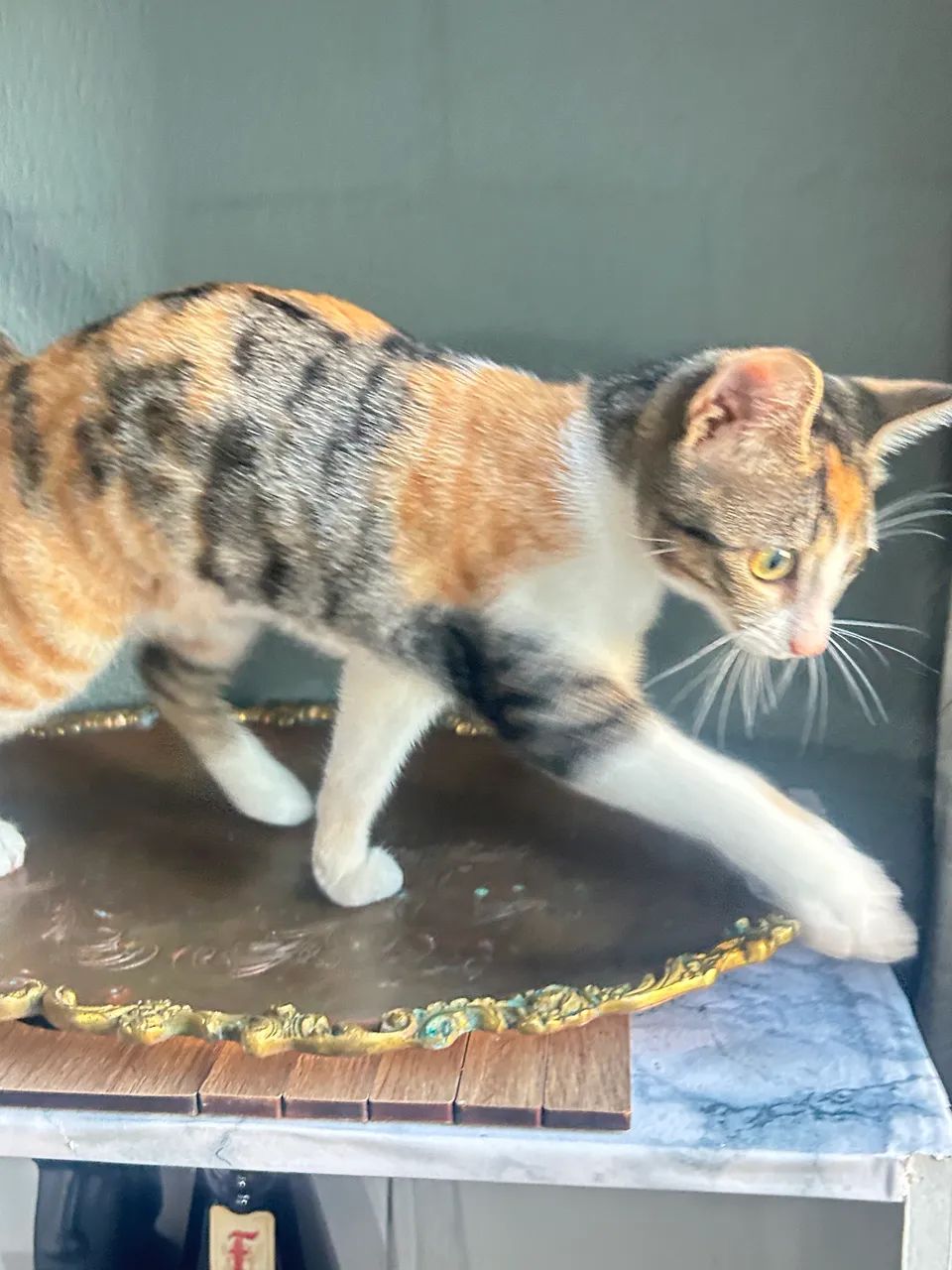 Gatinha para doação 