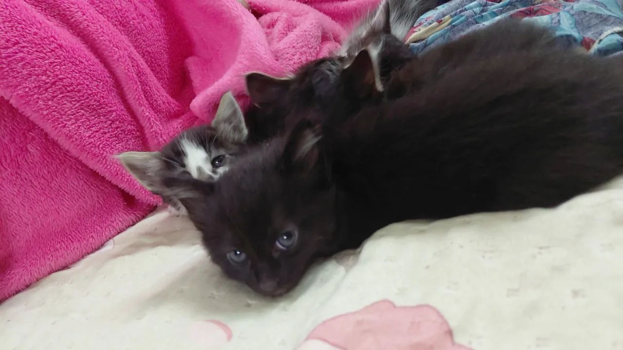 Gato macho  - Foto 3
