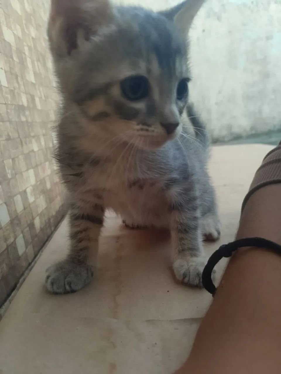 Doação de gatinhos