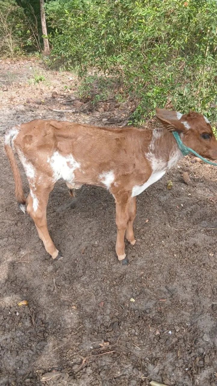 Vendo essas vacas  - Foto 4