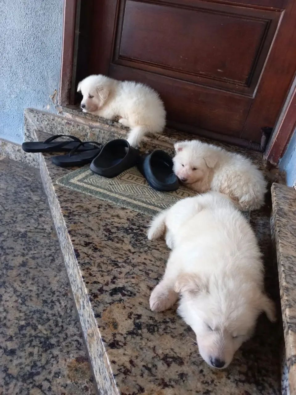 Pastor suíço  - Foto 3