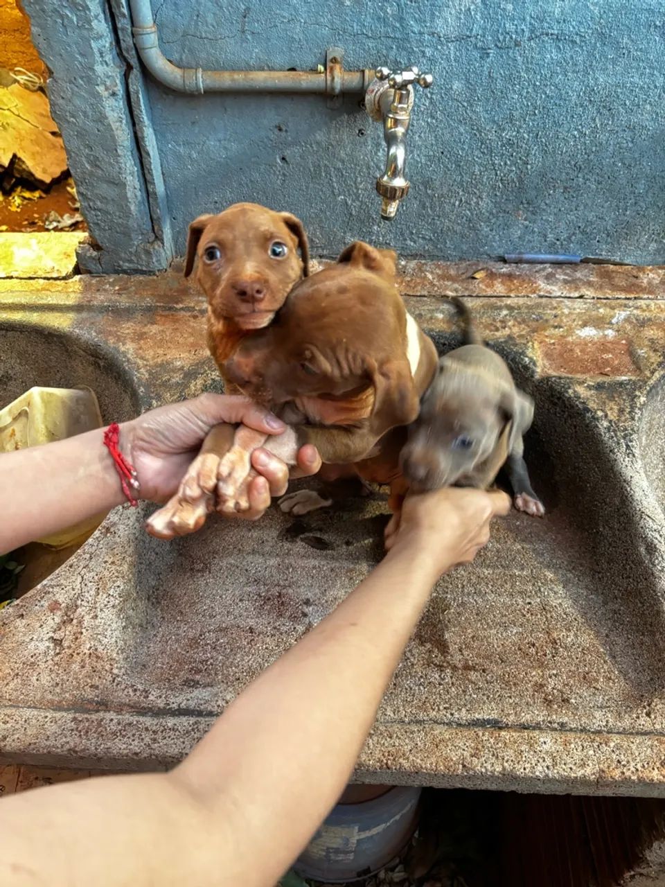 Vendo pitbull  - Foto 4