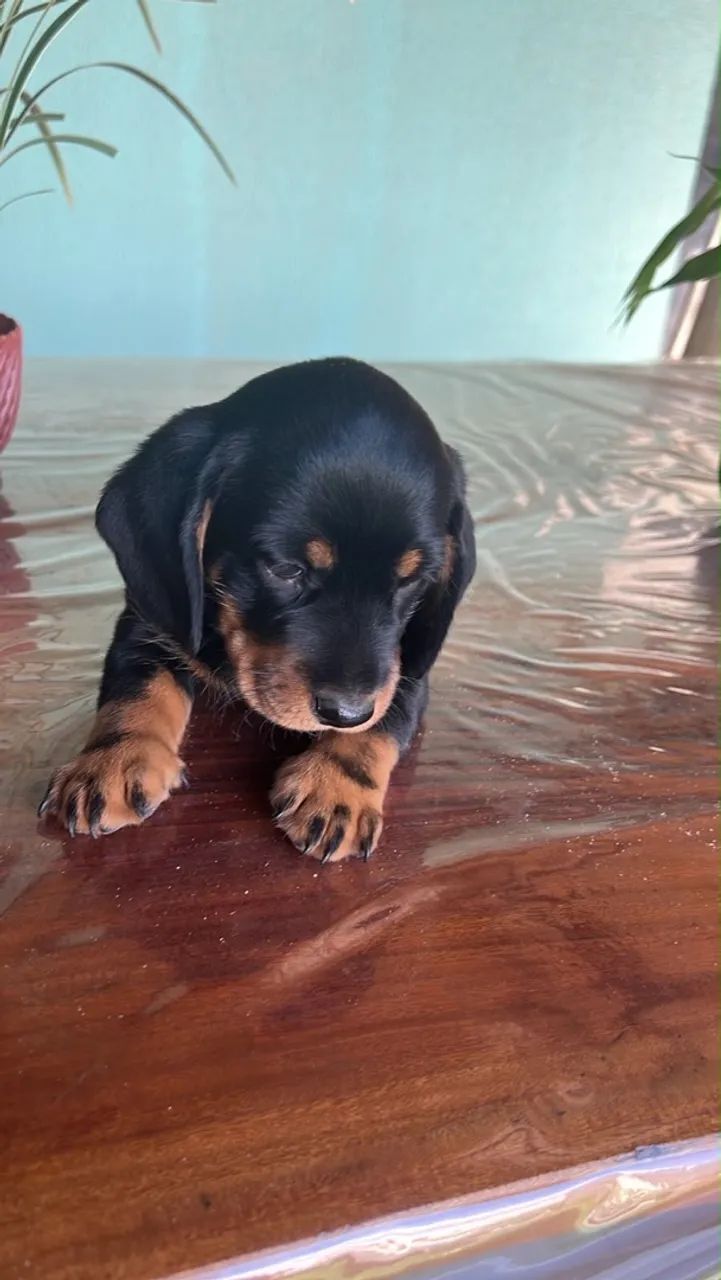 Animais de raça Cofap  - Foto 3