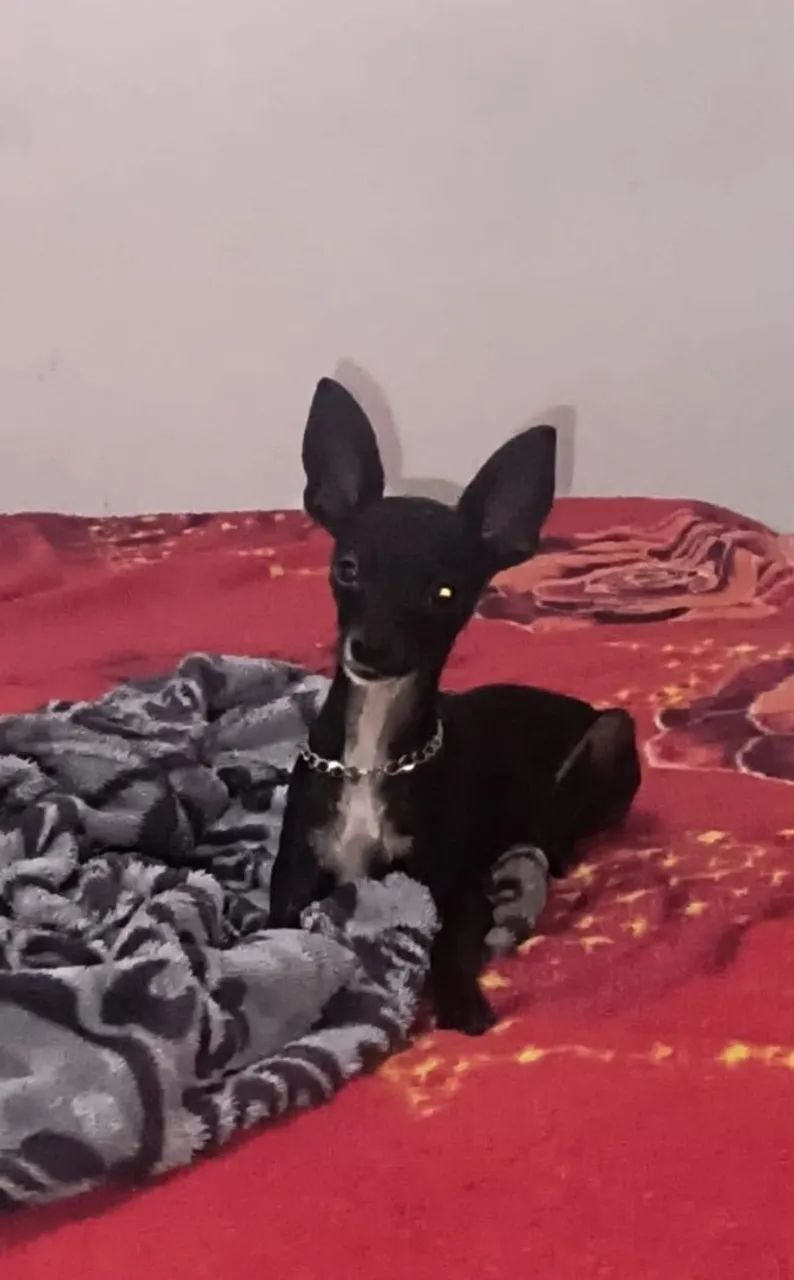 Cachorra  - Foto 3