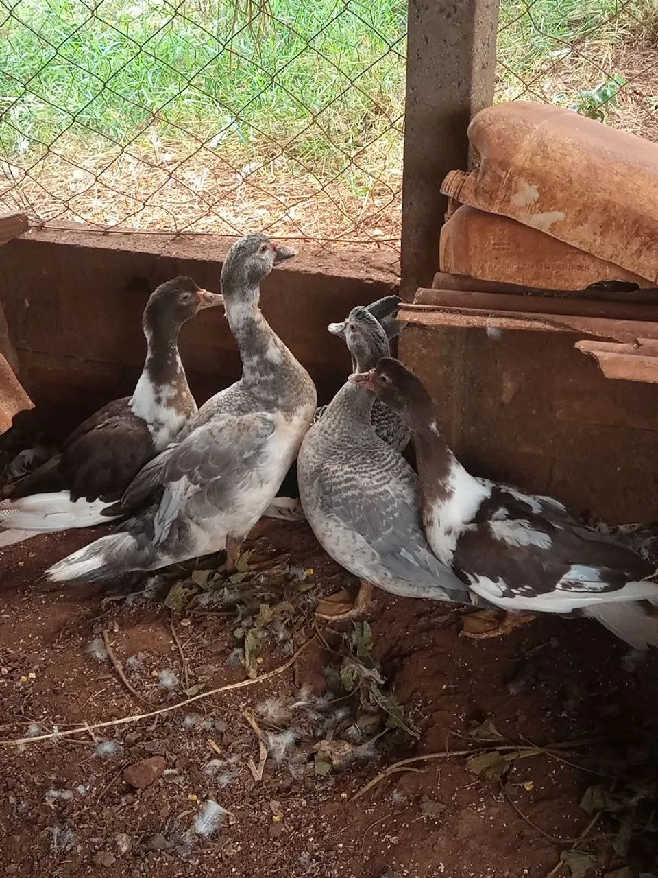 Patos  - Foto 5