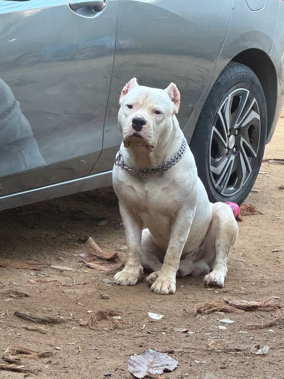 Filhote de pitbull com pitmonster  - Foto 2