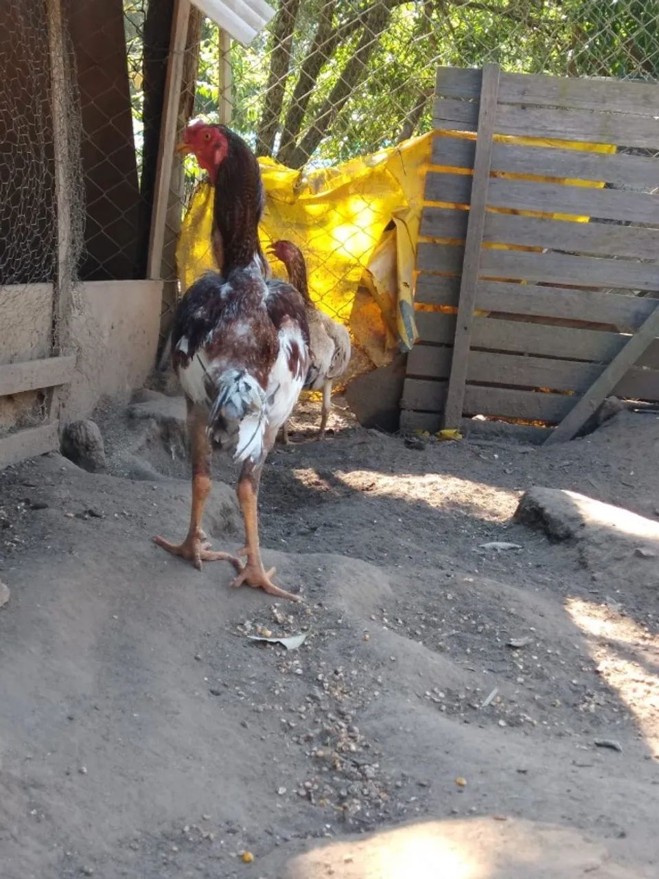 Galo Indio - Foto 2